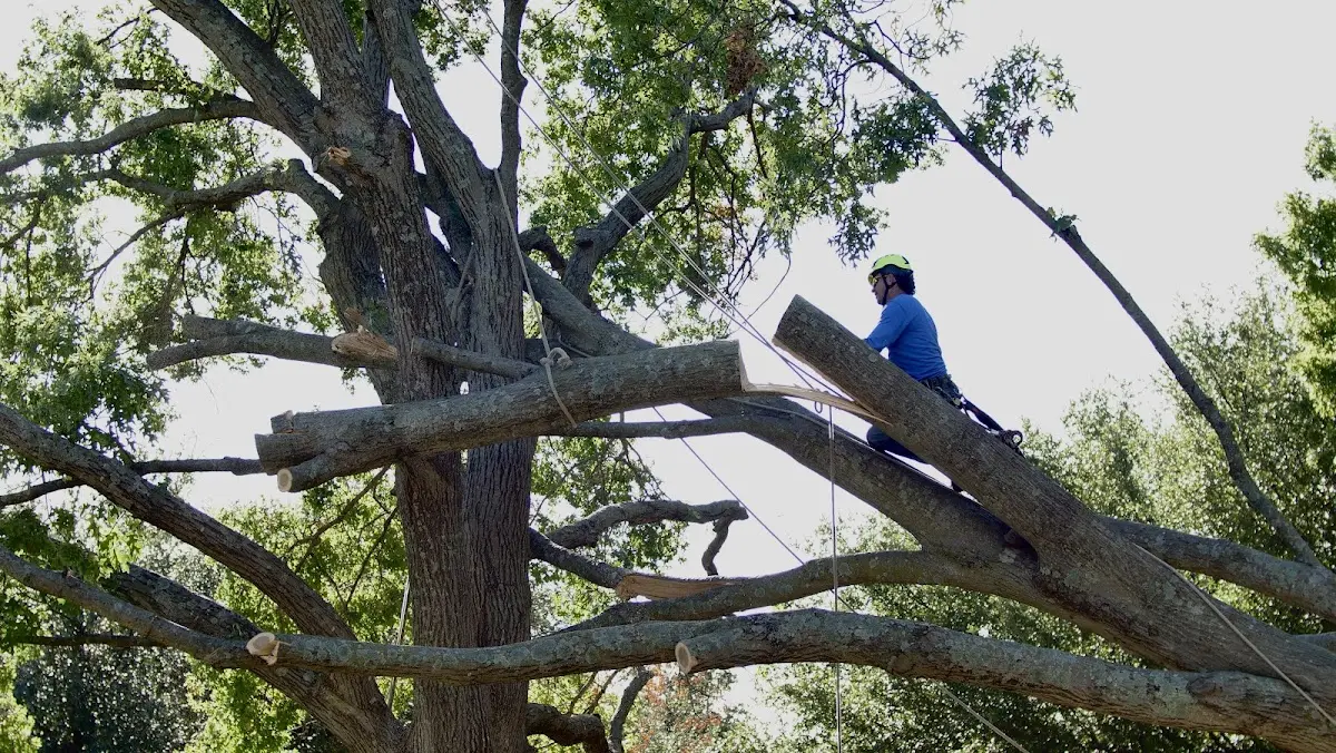 Professional Crown Thinning performed by certified arborists in Mayview